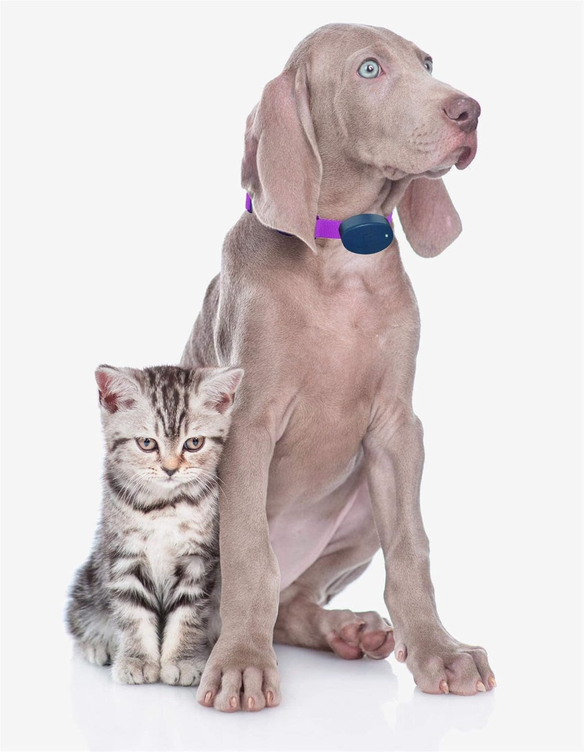 Heavy Duty Nylon Replacement Dog Collar Strap - Compatible with Most Brands/Models of Underground Electric Dog Fences and Training Receivers- Hot Pink
